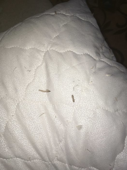 Фотография покупателя товара Чехол на подушку АТРА сменный стеганый на молнии 50х70см, 100% п/э, 100гр/м