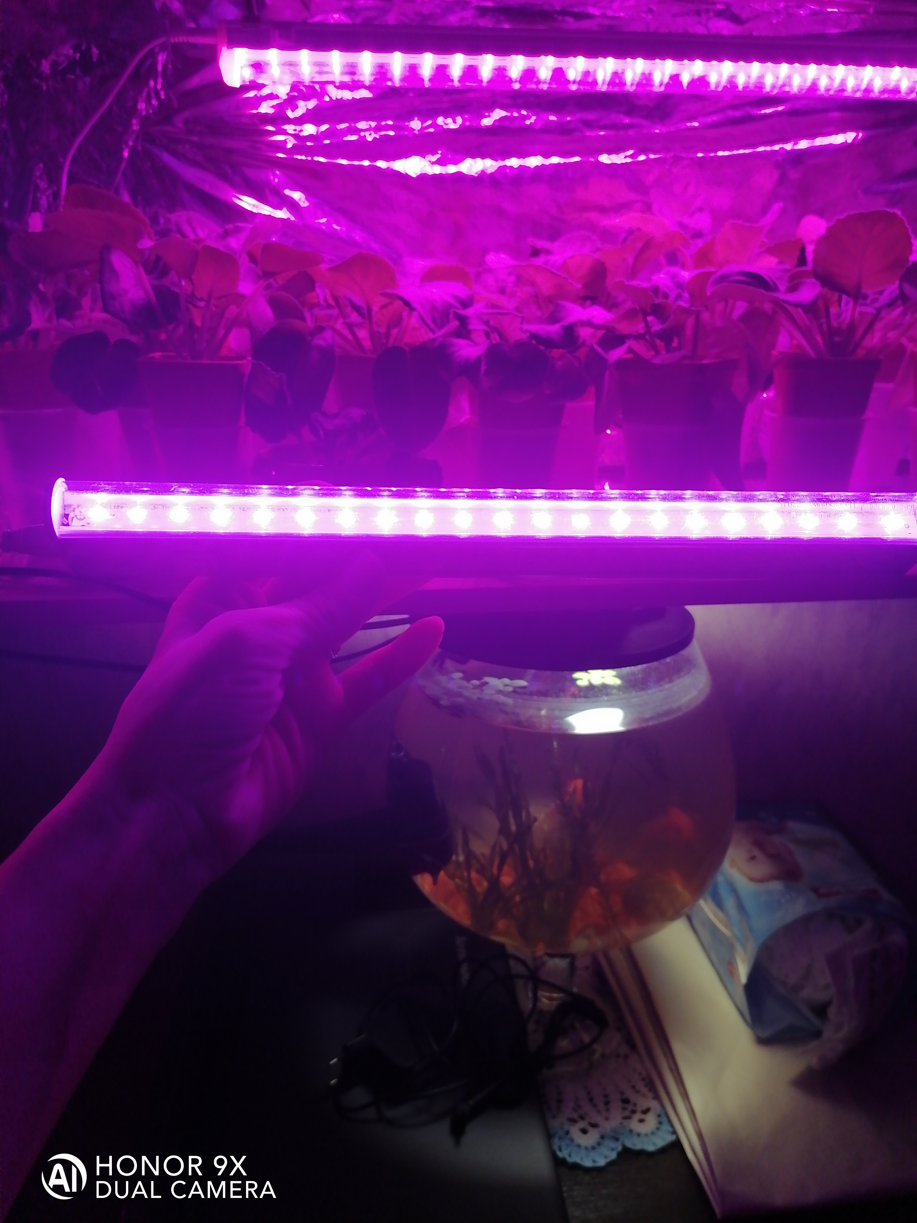 Фотография покупателя товара Фитосветильник светодиодный Luazon, 6 Вт, 300 мм, IP20, 220 В, мультиспектральный - Фото 5