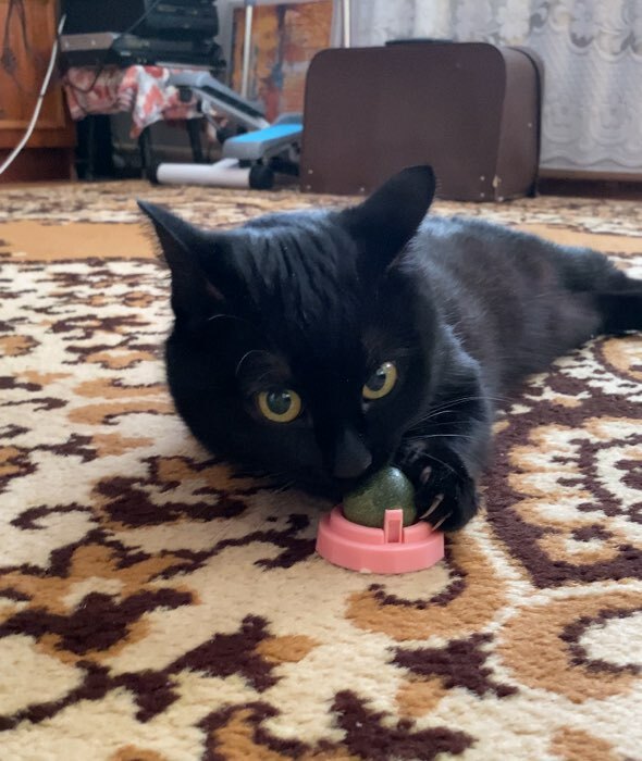 Фотография покупателя товара Игрушка для кошек из кошачьей мяты "Вращающийся шарик" на основании, 5 х 4 см, розовая - Фото 1