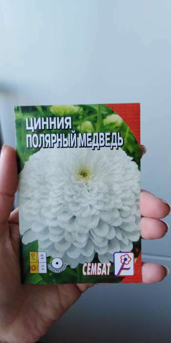 Фотография покупателя товара Семена цветов Циния "Полярный медведь", 0,3 г - Фото 4