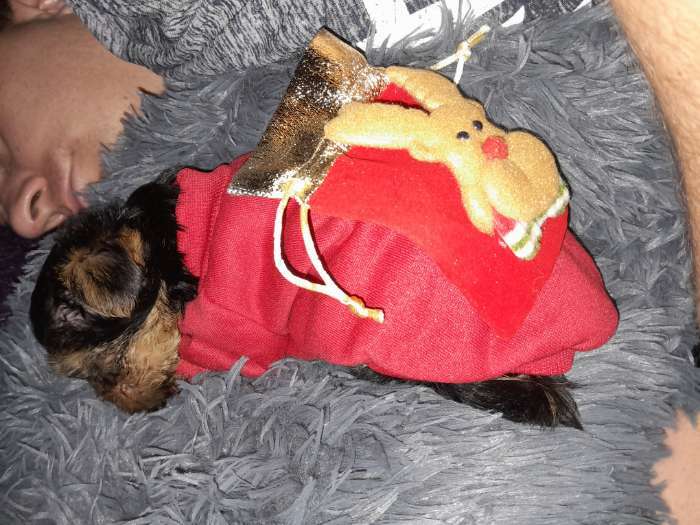 Фотография покупателя товара Кофта новогодняя для животных «Подарок», размер XL (ДС 40, ОГ 50 см), красный - Фото 1