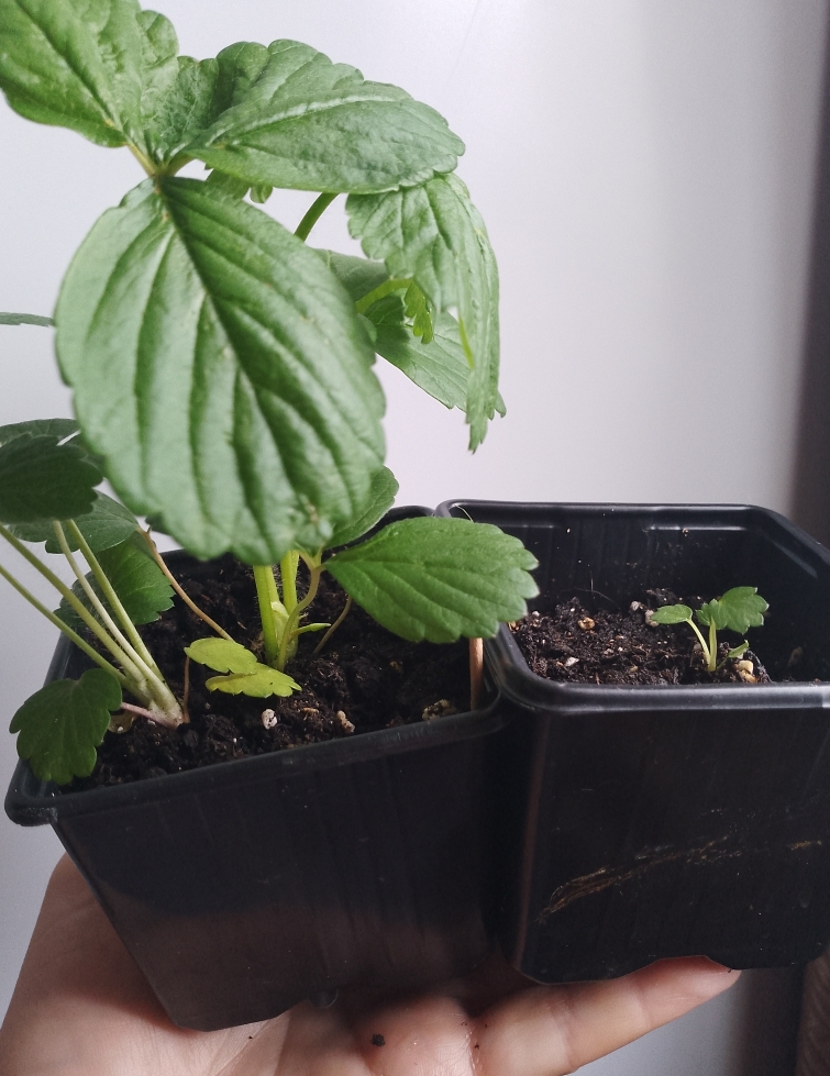 Фотография покупателя товара Семена Земляника "Королева Елизавета", 10 шт - Фото 1