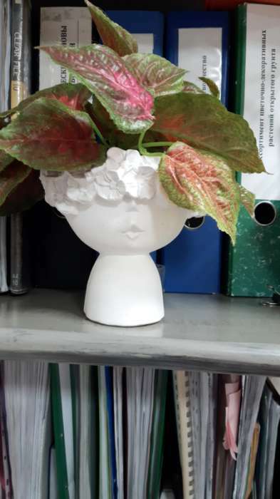 Фотография покупателя товара Фигурное кашпо для цветов «Мила», 350 мл, h=13.3 см, гипс, белое - Фото 2