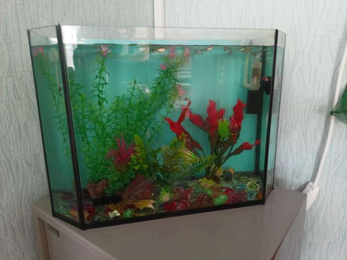 Фотография покупателя товара Растение искусственное аквариумное на платформе в виде коряги, 30 см, зелёное - Фото 1