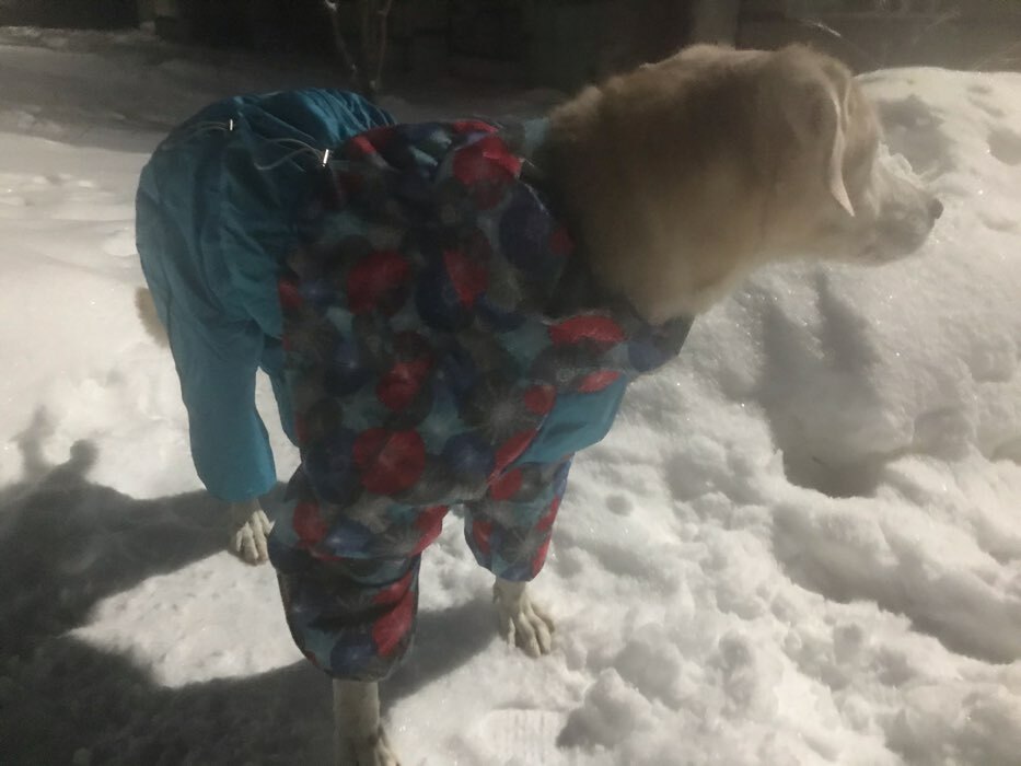 Фотография покупателя товара Комбинезон зимний для собак OSSO, сука, р. 60-1 (ДС 60см, ОШ 62см, ОГ 90см), микс - Фото 1