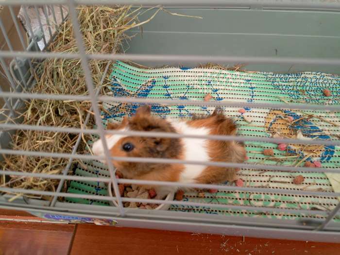 Фотография покупателя товара Корм Little One для морских свинок, 400 г - Фото 3