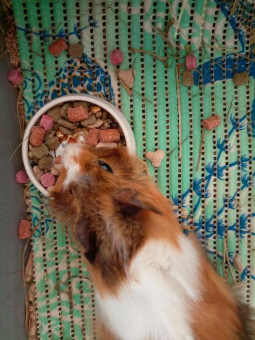 Фотография покупателя товара Корм-лакомство «Зоомир Грызунчик 1» для грызунов и кроликов, хрустящие гранулы, 150 г - Фото 2