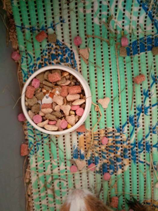 Фотография покупателя товара Корм-лакомство «Зоомир Грызунчик 1» для грызунов и кроликов, хрустящие гранулы, 150 г - Фото 1