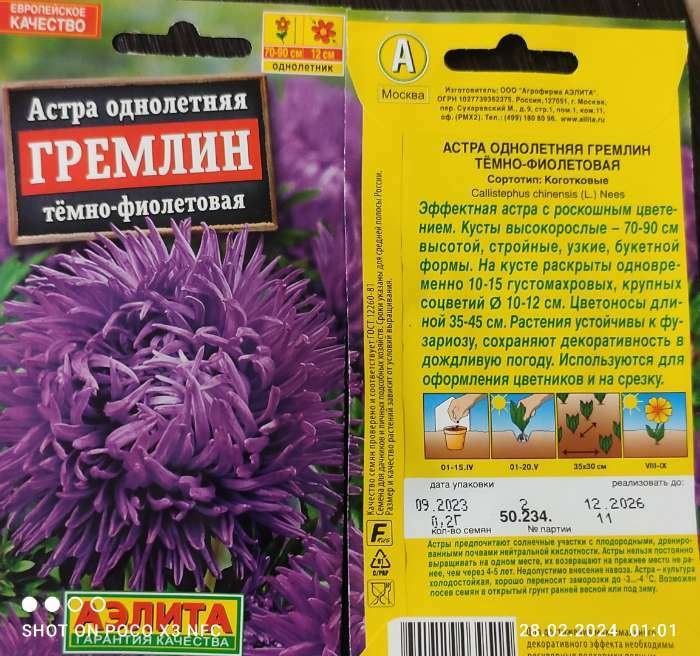 Фотография покупателя товара Семена Астра "Гремлин", темно-фиолетовая - Фото 1