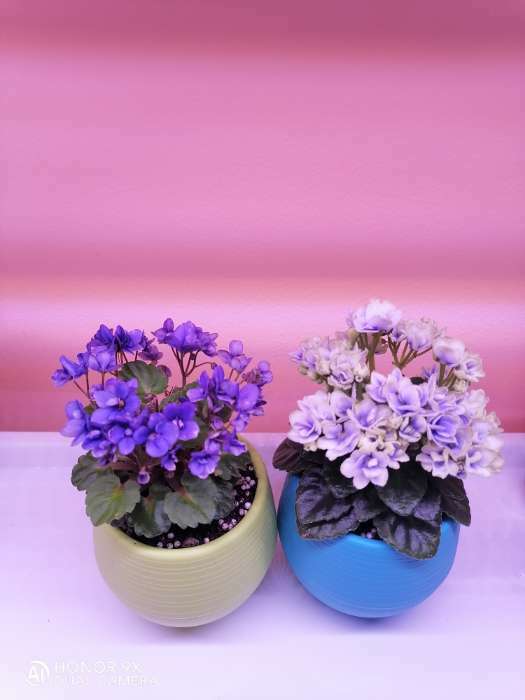 Фотография покупателя товара Горшок для цветов с поддоном «Япония», 125 мл, d=8 см, h=6,5 см, цвет графитовый - Фото 22