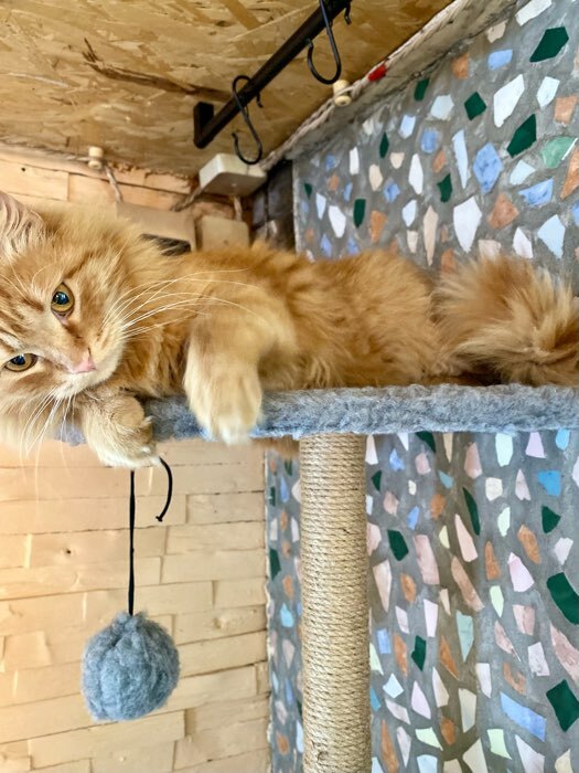 Фотография покупателя товара Комплекс для кошек с когтеточкой, угловой, 48 х 48 х 171 см, коричневый - Фото 1