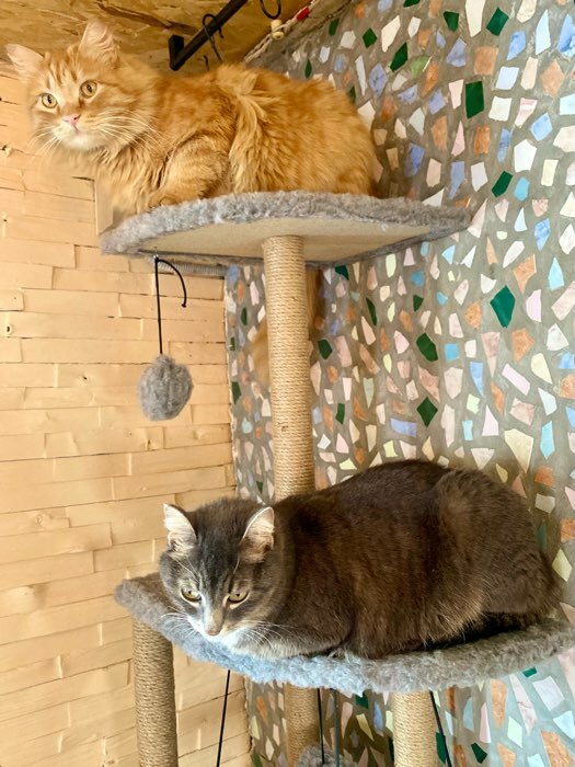 Фотография покупателя товара Комплекс для кошек с когтеточкой, угловой, с гамаком, 48 х 48 х 171 см, серый