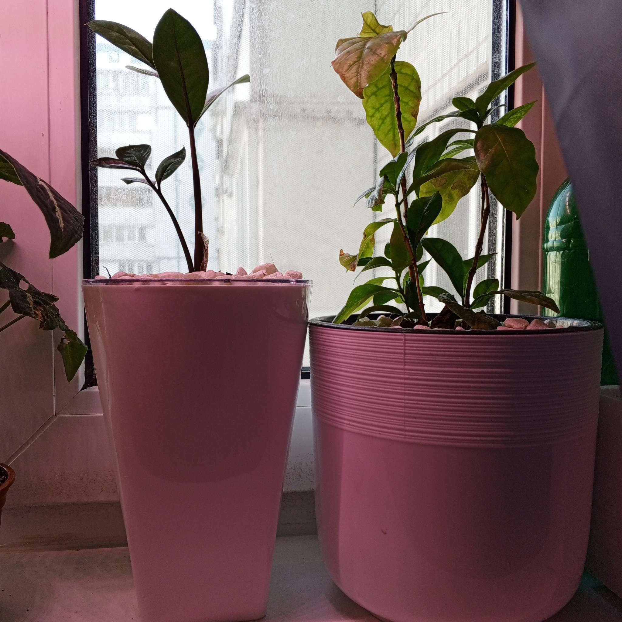 Фотография покупателя товара Кашпо для цветов со вставкой «Грейс», 1,4 л (800 мл), цвет нефритовый - Фото 6