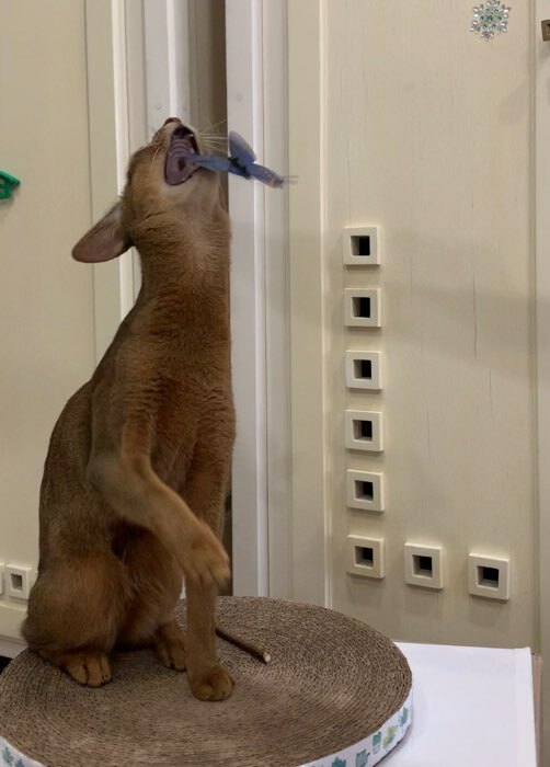 Фотография покупателя товара Интерактивная игрушка-дразнилка для кошек «Бабочка» - Фото 2