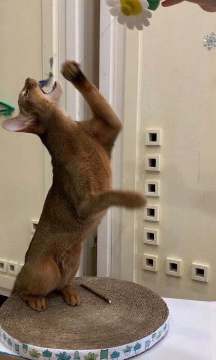 Фотография покупателя товара Интерактивная игрушка-дразнилка для кошек «Бабочка» - Фото 1