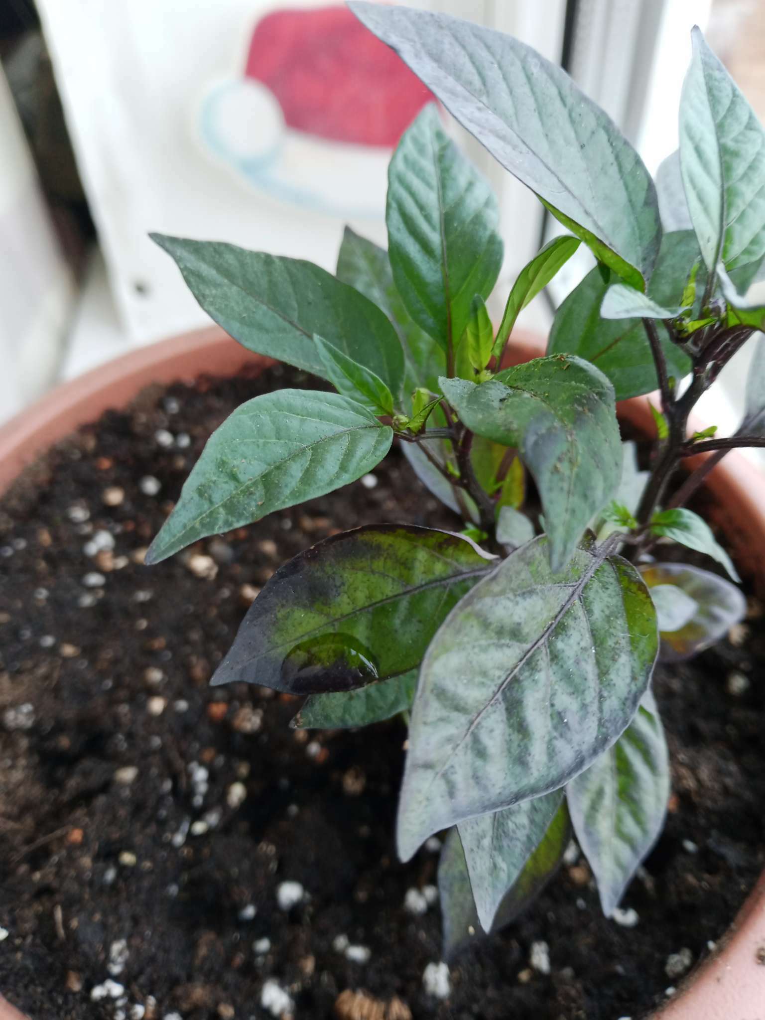 Фотография покупателя товара Семена Перец острый декоративный "Черный жемчуг", F1, 10 шт - Фото 6