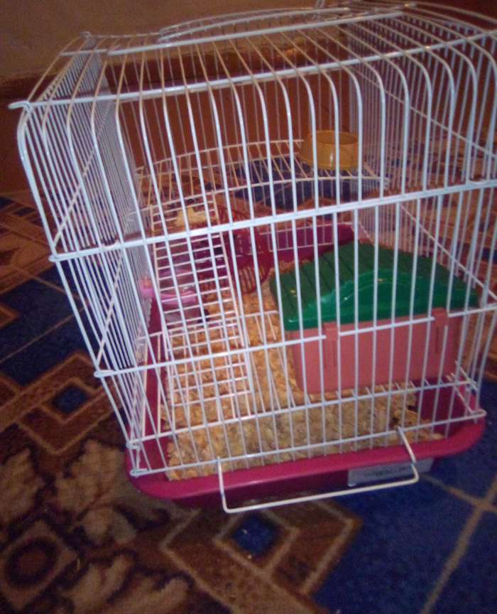 Фотография покупателя товара Клетка для грызунов "Пижон" №3, с 2-я этажами, укомплектованная, 33 х 24 х 28 см, бирюзовая - Фото 8