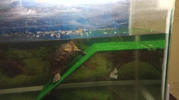 Фотография покупателя товара Мостик для черепахи односторонний №4 с травой, 51 х 20 х 21 см