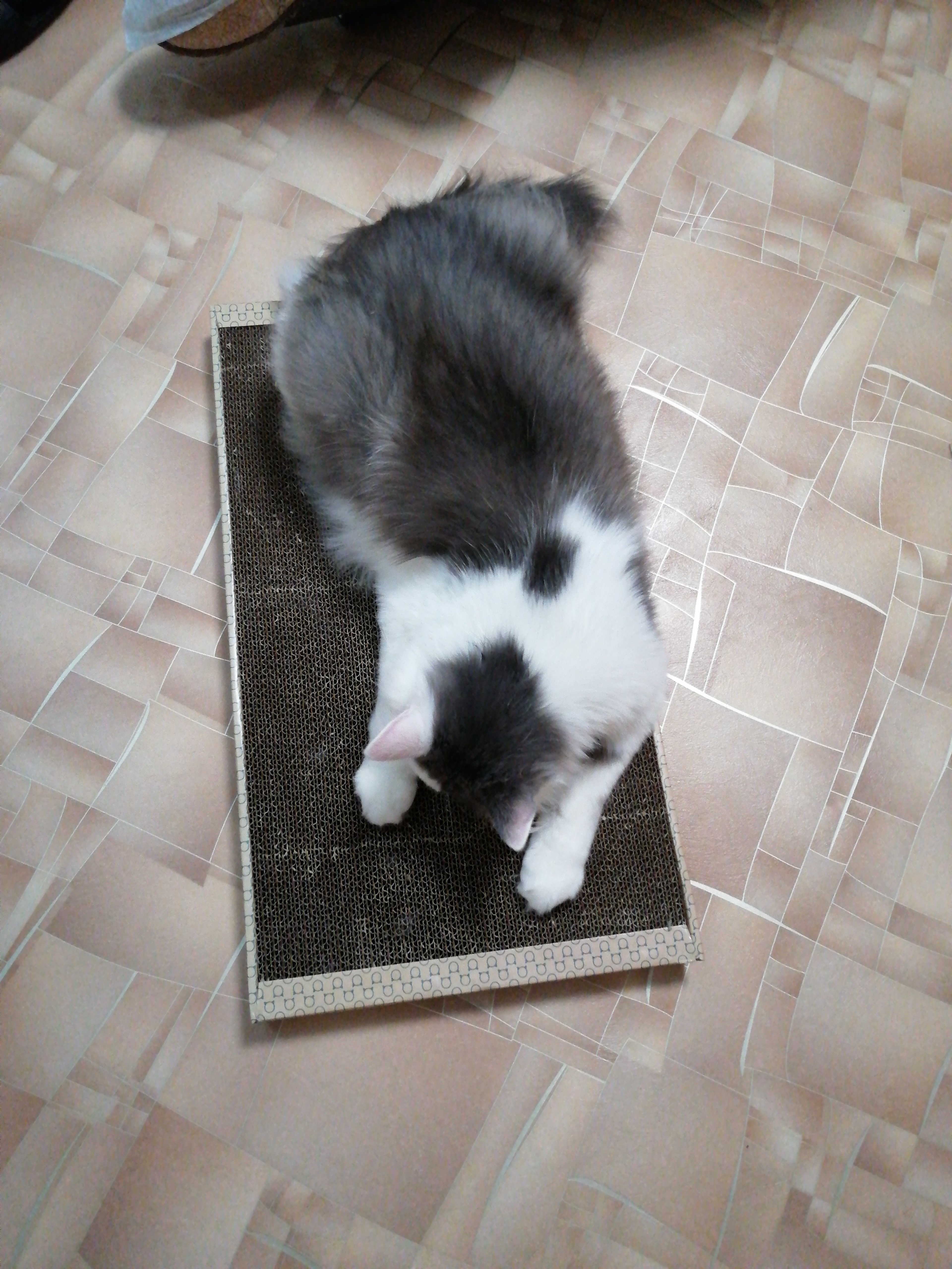 Фотография покупателя товара Домашняя когтеточка-лежанка для кошек, 56 × 30 см - Фото 32