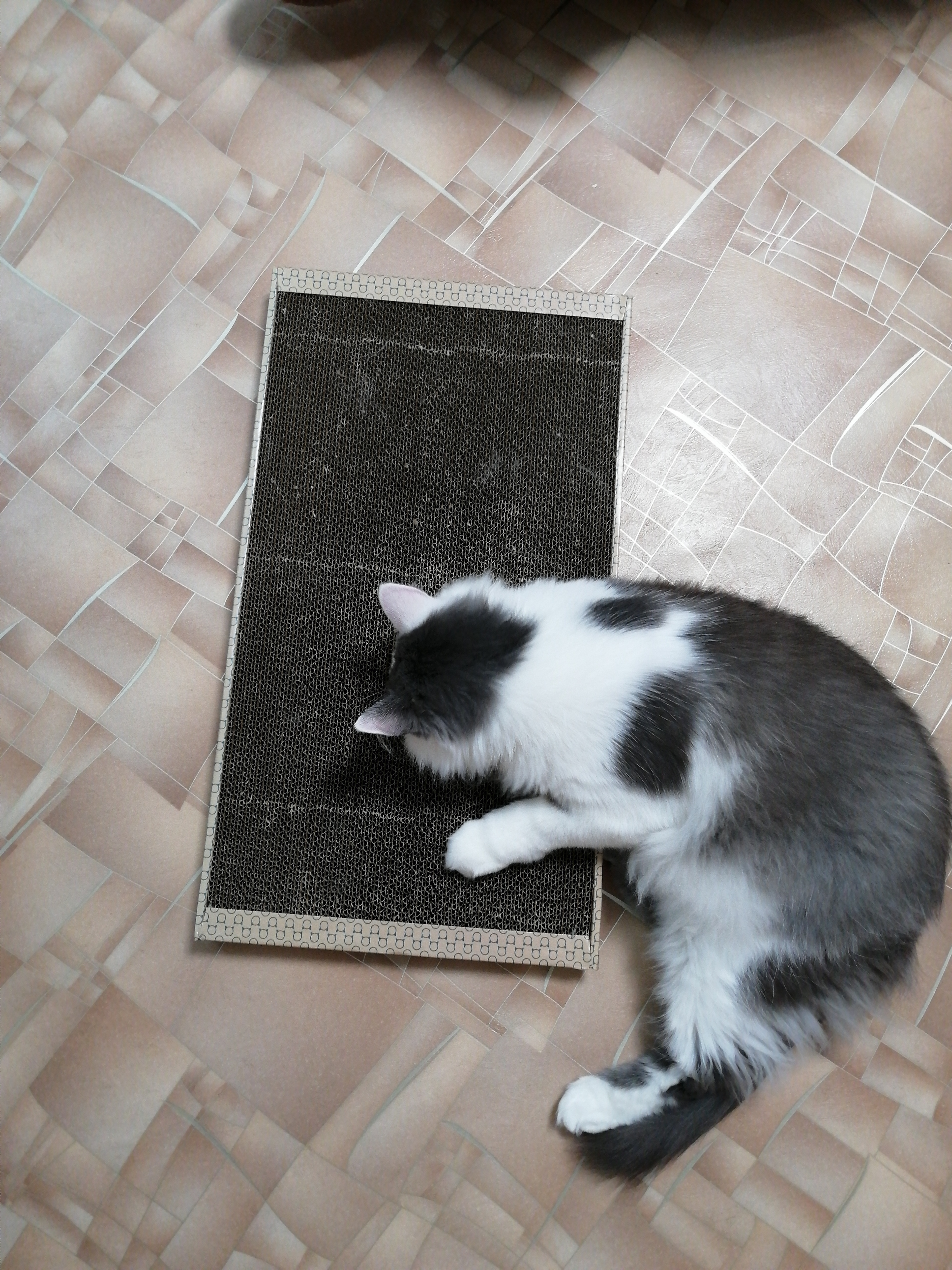 Фотография покупателя товара Домашняя когтеточка-лежанка для кошек, 56 × 30 см - Фото 28