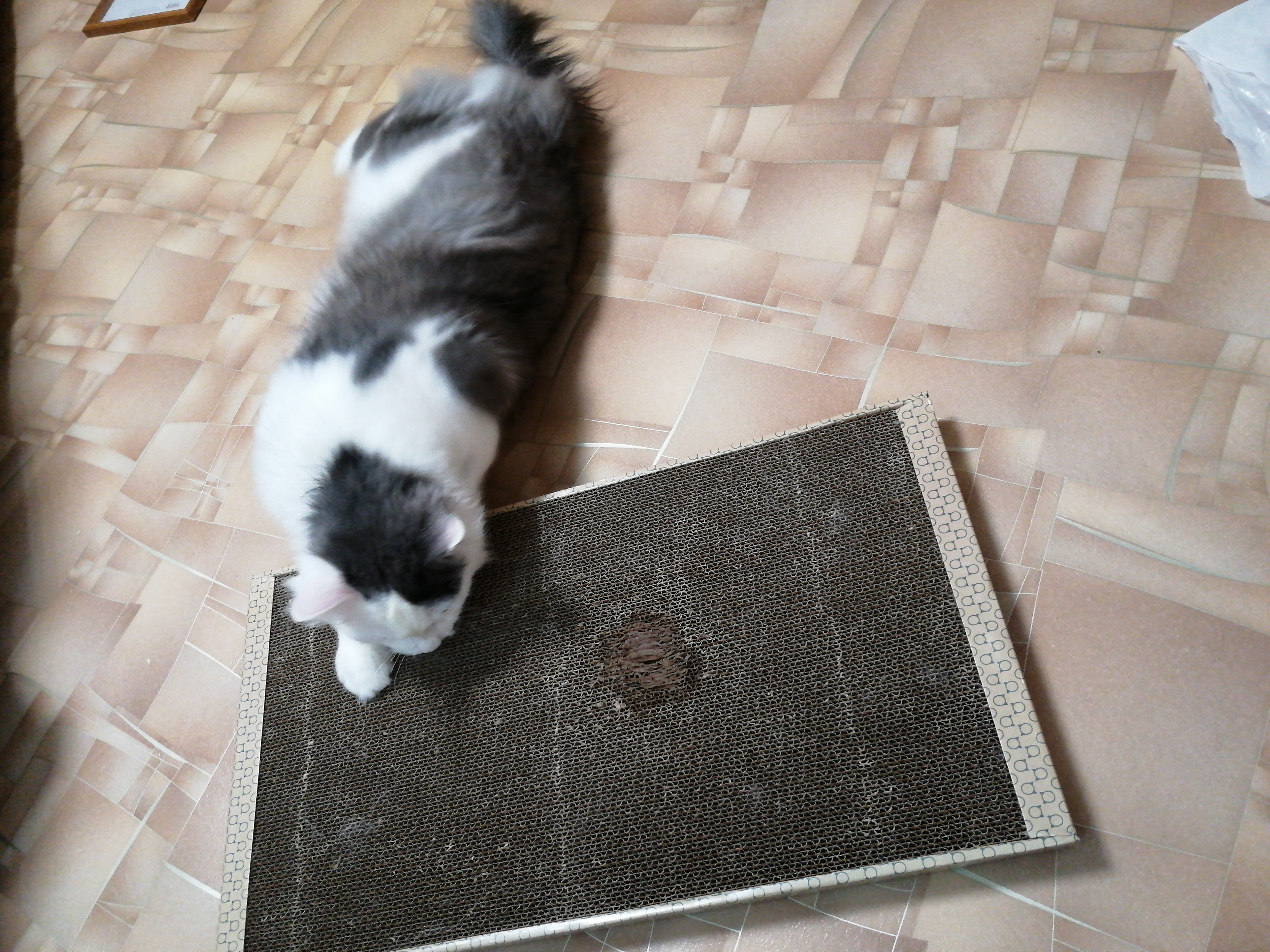 Фотография покупателя товара Домашняя когтеточка-лежанка для кошек, 56 × 30 см