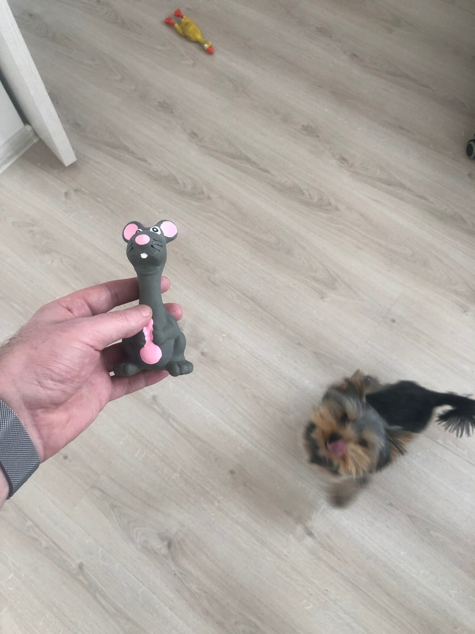 Фотография покупателя товара Игрушка пищащая для собак из латекса "Мышь", 10 см, серая