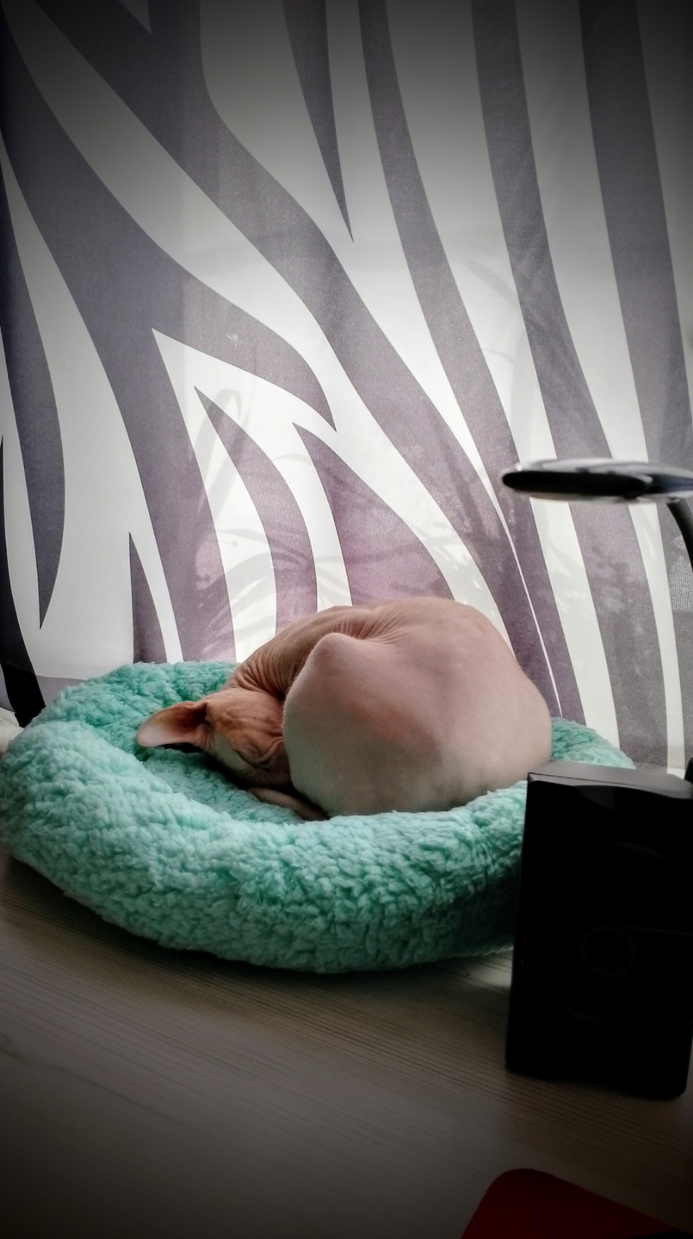 Фотография покупателя товара Лежанка для собак и кошек «Уют», мягкий мех, 45 х 35 х 11 см, фиолетовая - Фото 1