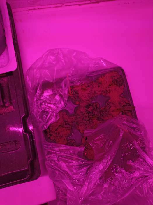 Фотография покупателя товара Семена Перец сладкий "Гранат", 10 шт - Фото 1