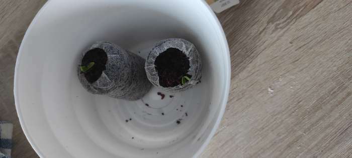 Фотография покупателя товара Семена комнатных цветов гербера «Джемсона», смесь, 0.03 г - Фото 2