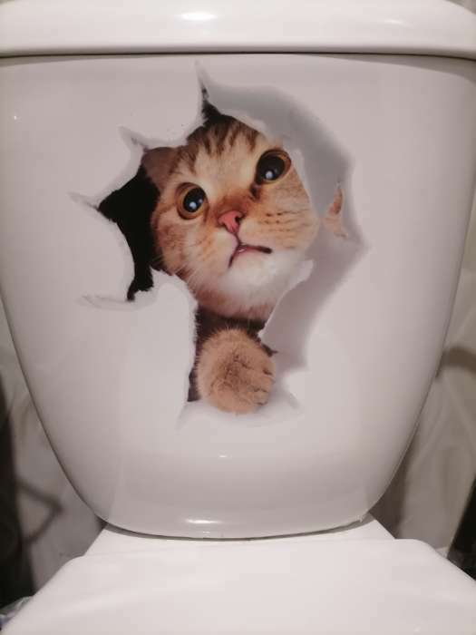 Фотография покупателя товара Интерьерная наклейка 3Д TAKE IT EASY «Кошка шотландская», на стену, 25×23 см, влагостойкая, ПВХ - Фото 21