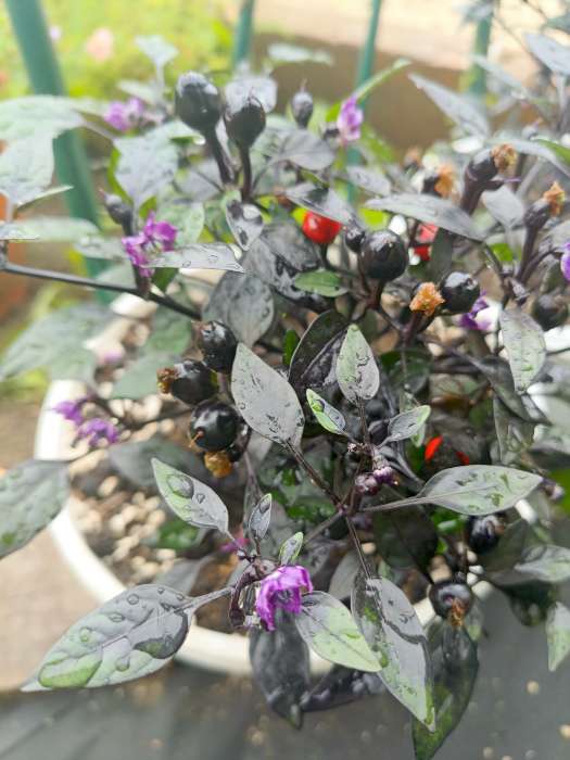 Фотография покупателя товара Семена Перец острый декоративный "Черный жемчуг", F1, 10 шт - Фото 5