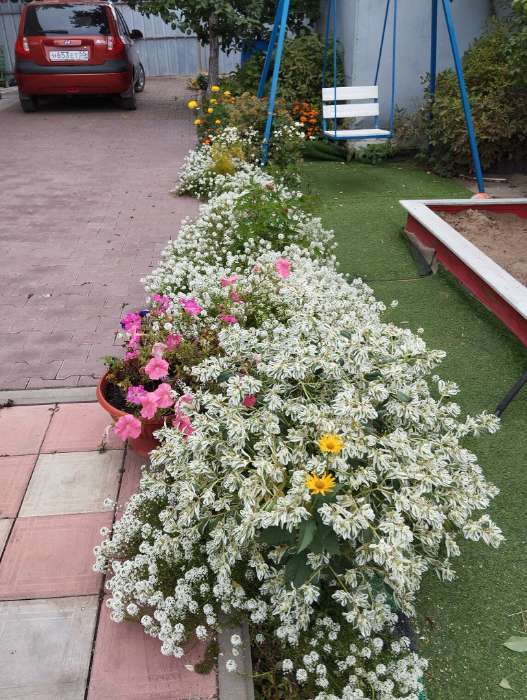Фотография покупателя товара Семена цветов Алиссум "Снежный ковер",0,1 гр - Фото 1