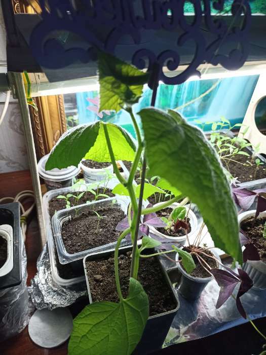 Фотография покупателя товара Семена огурца "Городской Огурчик", F1, 5 шт. - Фото 1