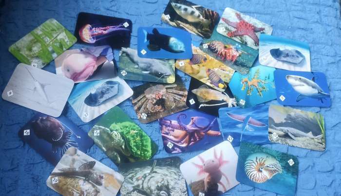 Фотография покупателя товара Настольная игра «Мемо. Подводный мир» - Фото 1