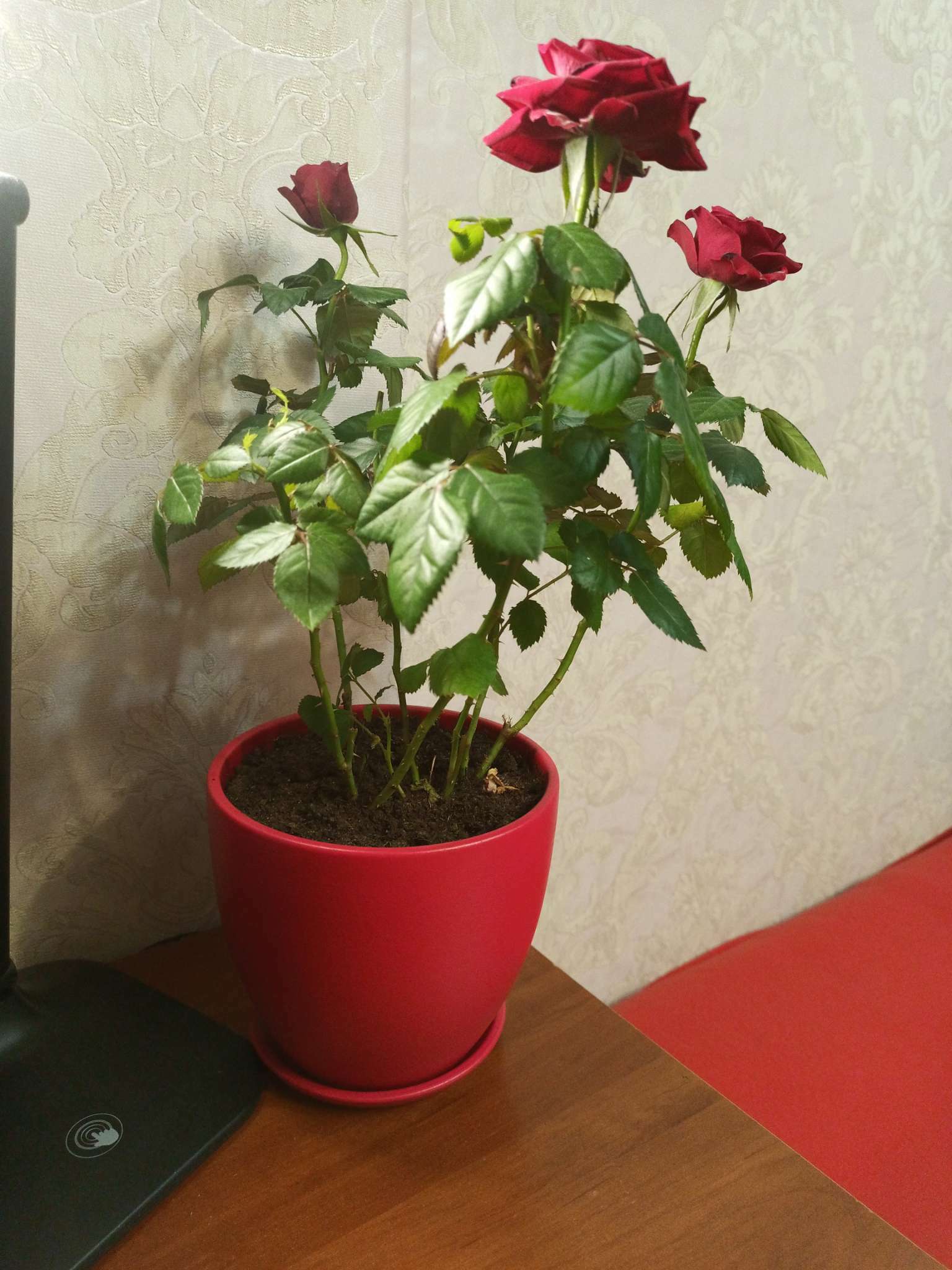 Фотография покупателя товара Горшок цветочный "Колор Гейм" красный, 5 л - Фото 1