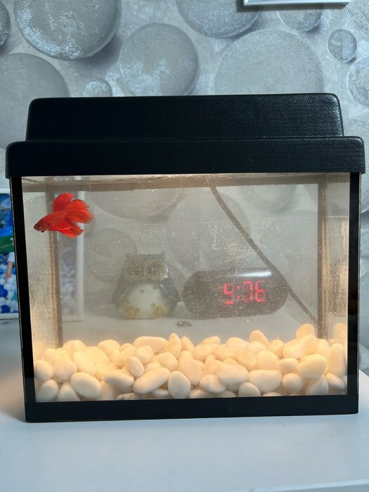 Фотография покупателя товара Грунт для аквариума "Галька натуральная" 800г фр 10-15 мм - Фото 1