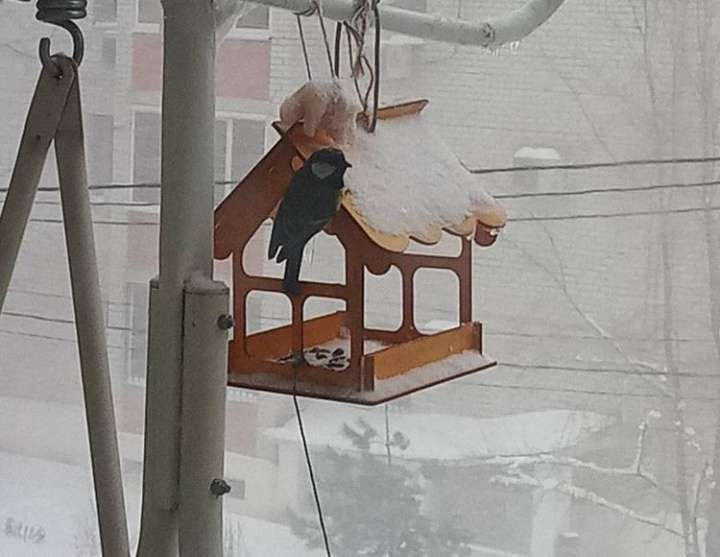 Фотография покупателя товара Деревянная кормушка-конструктор для птиц «Домик» своими руками, 12 × 17.5 × 14.5 см, Greengo