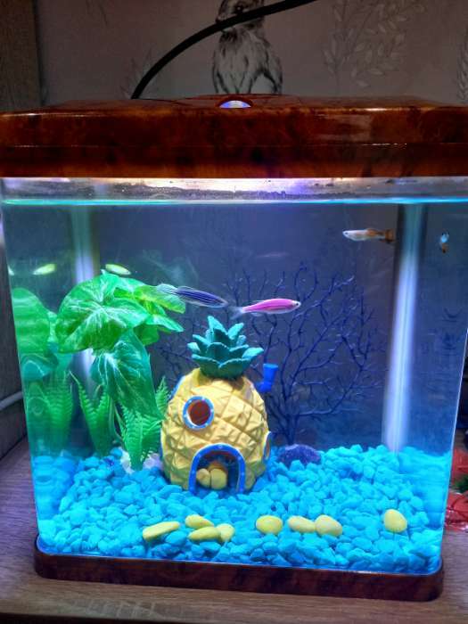 Фотография покупателя товара Растение искусственное аквариумное, 11.5×11.5×14.5 см - Фото 1