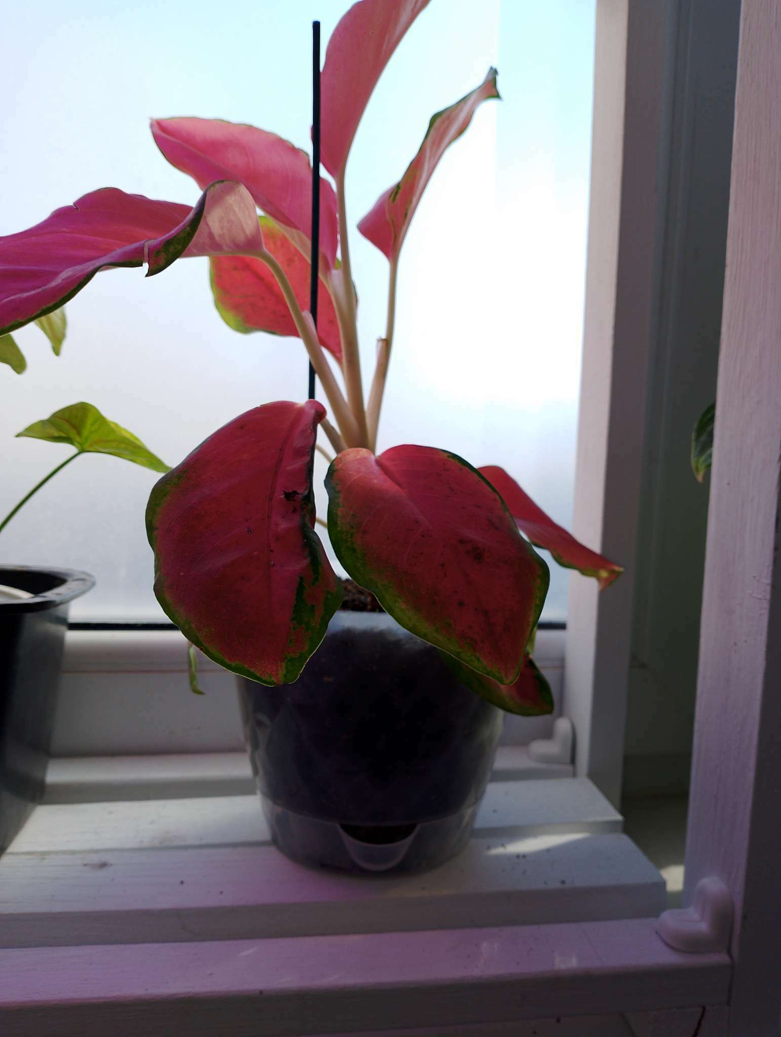 Фотография покупателя товара Горшок для цветов с прикорневым поливом «Румба», 1 л, цвет прозрачный - Фото 1