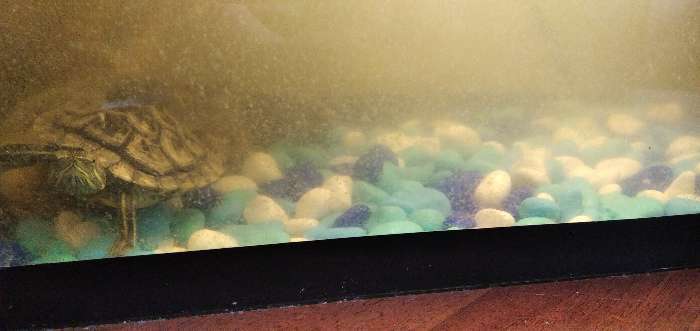 Фотография покупателя товара Грунт для аквариума "Галька цветная,  голубой-синий-белый-бирюзовый" 800г фр 8-12 мм - Фото 11