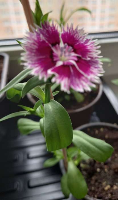 Фотография покупателя товара Семена цветов гвоздика межвидовая чиба «Лилак Пикоти», 5 шт. - Фото 3