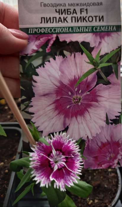 Фотография покупателя товара Семена цветов гвоздика межвидовая чиба «Лилак Пикоти», 5 шт. - Фото 4