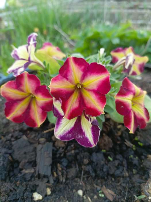 Фотография покупателя товара Семена цветов Петуния мультифлора «Май Джой Еллоу Бронз Ред», 5 шт., «Поиск» - Фото 7