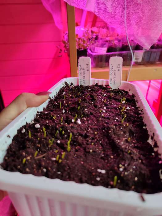 Фотография покупателя товара Ящик для цветов, 28.5×15.5×8.5 см, 2.5 л, пластик, зелёный, Greengo - Фото 7