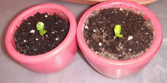 Фотография покупателя товара Семена цветов Кроссандра "Тропик красная", ц/п,  3 шт. - Фото 2