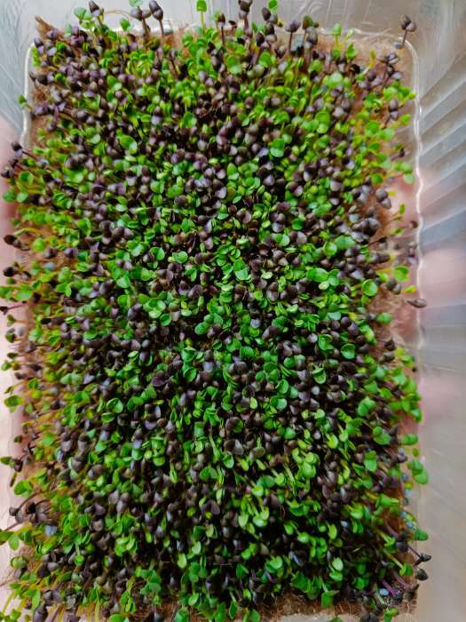 Фотография покупателя товара Семена Микрозелень «Базилик», 5 г, «АгроСидсТрейд» - Фото 1