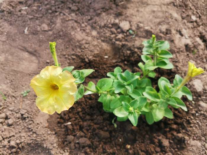 Фотография покупателя товара Семена цветов Петуния ампельная Лавина "Желтый каприз", 10шт. - Фото 2