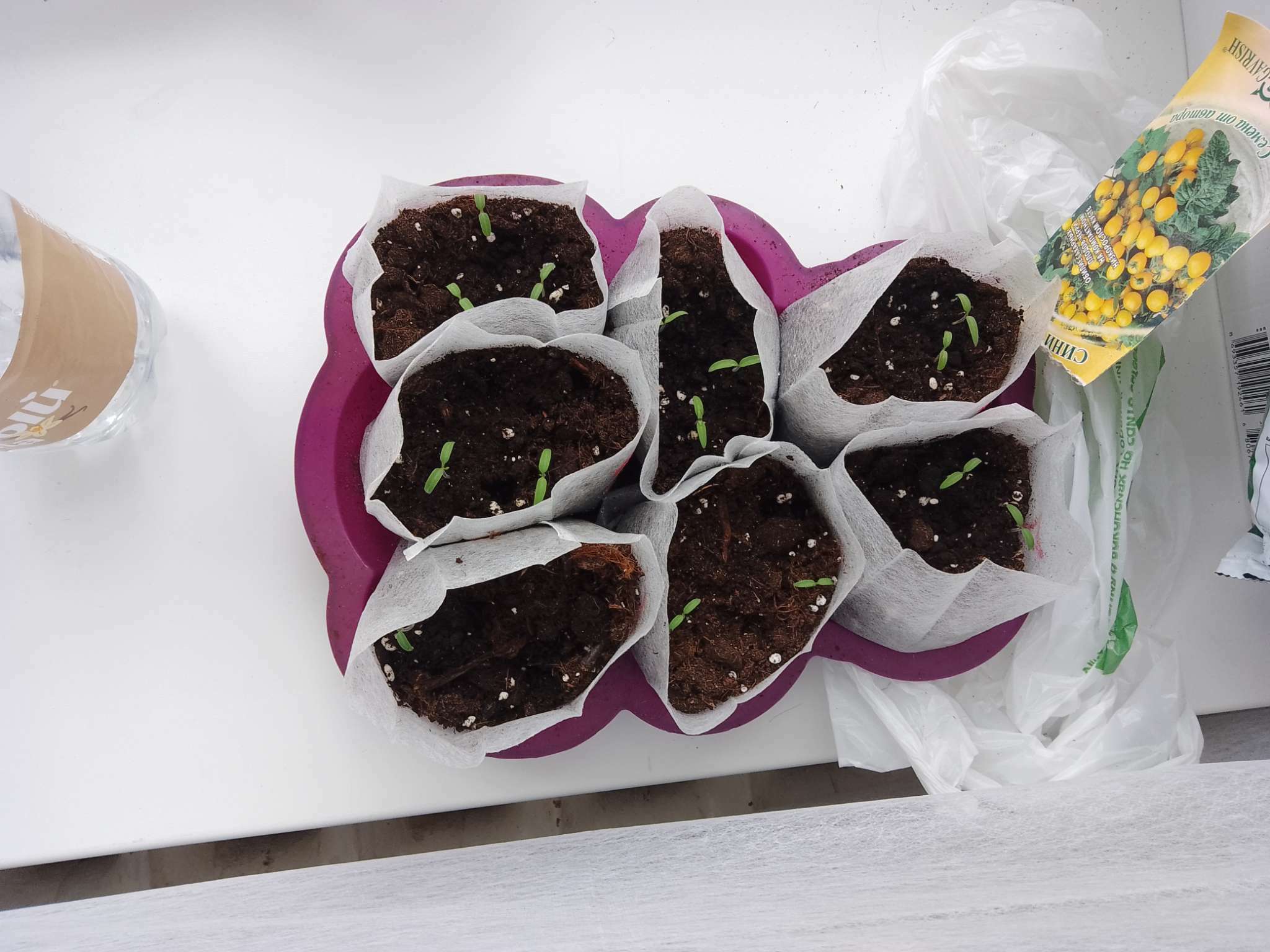 Фотография покупателя товара Семена Томат "Синичка", очень ранний, детерминантный,низкорослый, 0,05 г - Фото 17