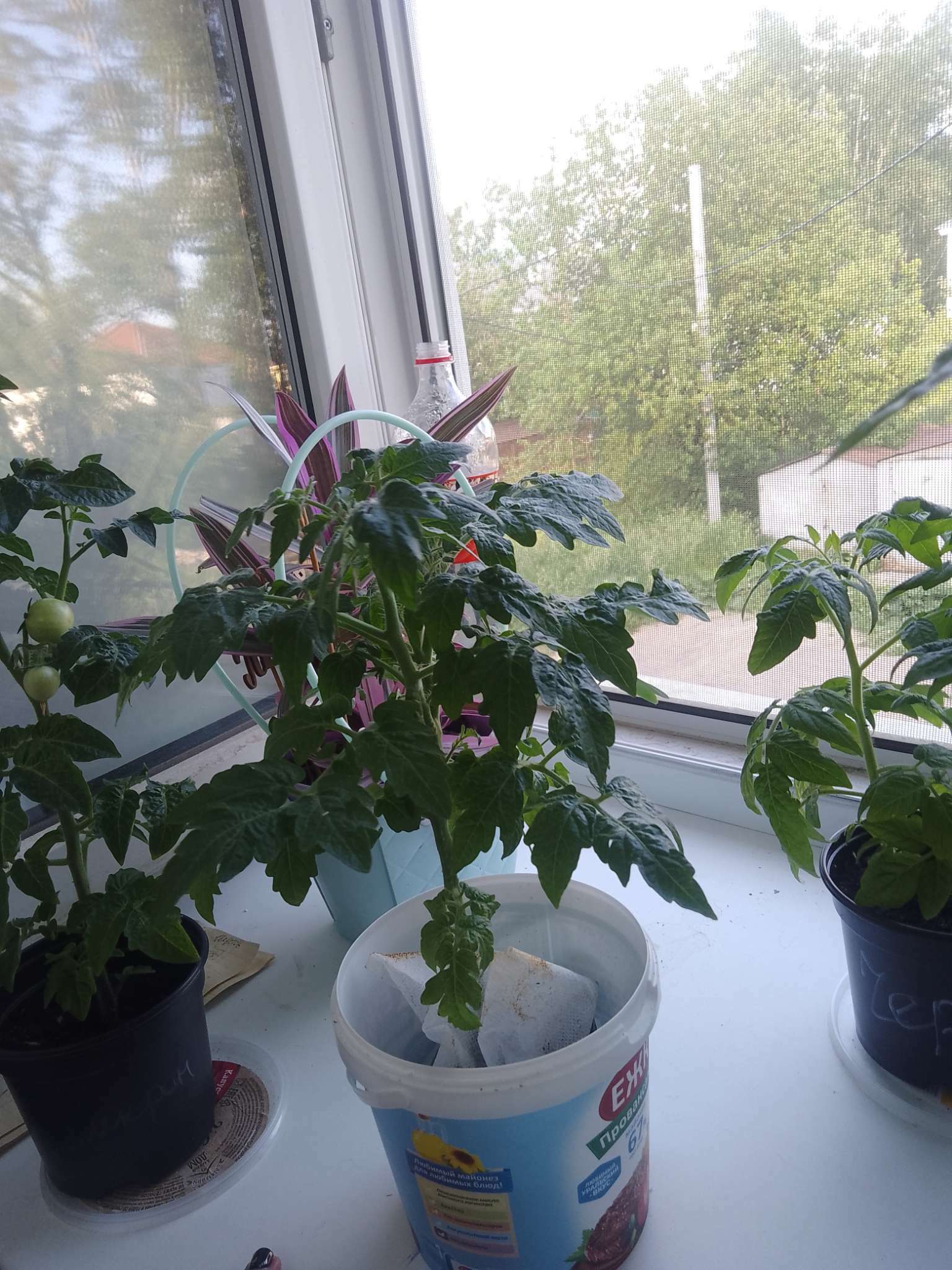 Фотография покупателя товара Семена Томат "Синичка", очень ранний, детерминантный,низкорослый, 0,05 г - Фото 18