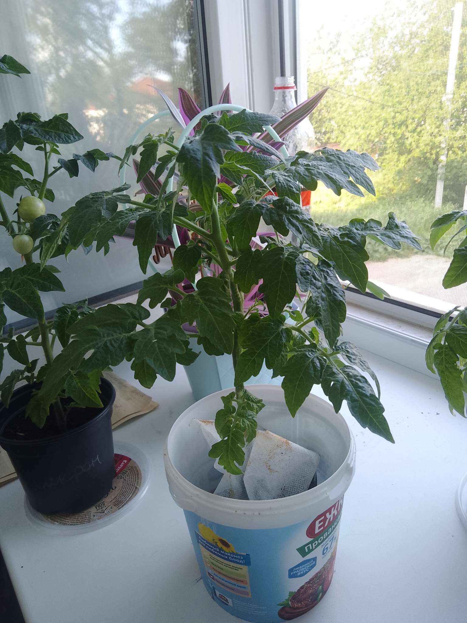 Фотография покупателя товара Семена Томат "Синичка", очень ранний, детерминантный,низкорослый, 0,05 г - Фото 16